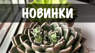 Ехеверії з Епіцентру. Весь процес пересадки. Мій досвід щодо догляду