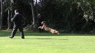 KNPV Keuring Hattemerbroek  25 -  09  - 2020 Schotstellen