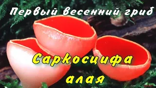 Саркосцифа алая. Описание, где растёт, как готовить.