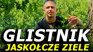 NA CO POMAGA? JAK STOSOWAĆ? PRZECIWWSKAZANIA | GLISTNIK JAKSKÓŁCZE ZIELE - ZIELARZ MARCIN SĘDKOWSKI