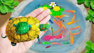 Find Baby Turtles And Eggs In Dirt Holes, Catch Goldfish, Ornamental Fish, Guppies | Fishing Video