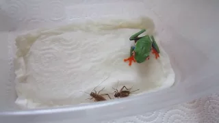 red eye tree frog eats cricket part 2