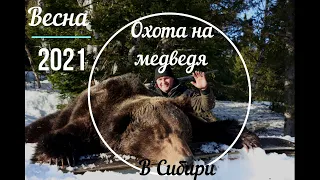 Охота на медведя в Сибири. Весна 2021