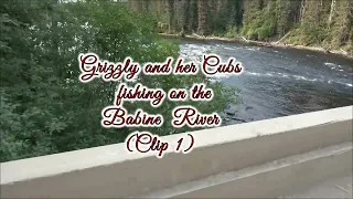 Grizzly and her Cubs fishing on the Babine  River (Clip 1)