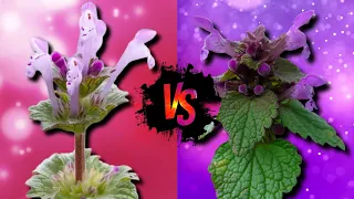 🪷 Henbit Vs. Purple Deadnettle (How To Tell The Difference)