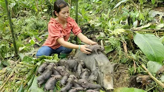 Full Video : 35 Days of making stone mills, cooking, taking care of newborn pigs, daily life