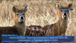 «Земля леопарда» предложила включить в Красную книгу РФ водяного оленя