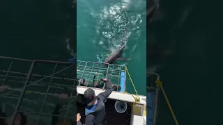 When Shark Cage Diving goes almost horribly wrong 🤯🤯🤯