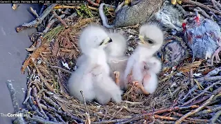 Third And Final Chick "K3" Hatches, Receives First Bites At #CornellHawks Nest – May 6, 2021