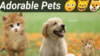 Funny Animal Videos 😁- BEST Funny Cats And Dogs Compilation 2024 🥰 Part 169 @petcollective