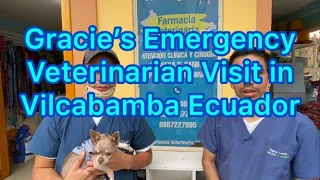 Gracie's Vilcabamba Ecuador Veterinary Visits - Cost and Quality of Care.