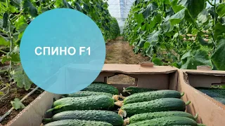 Спино F1 | Огурец | Сингента