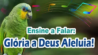 ensine o papagaio a falar glória a deus aleluia - frase glória a deus aleluia para treinar papagaio