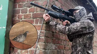 The Airgun Show – Feral pigeons in the farmyard, PLUS the new FX Maverick…