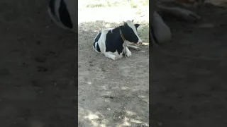 #animal #cow #cowvideo #homemade #animal#beautiful #breed #breeding #australia #