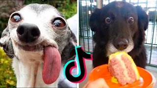 Funny Animals that Will Brighten Up Your Day #1 - Compilation TikTok