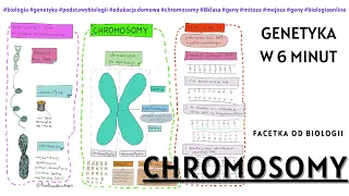 Chromosomy – Genetyka – Biologia  [8 Klasa] - Notatki od Facetki Od Biologii - Budowa chromosomów