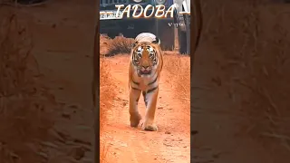 Queen of TADOBA tigress name Madhuri #viral #tadoba #safari #tiger