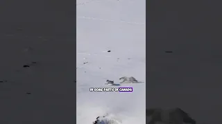 Rare Footage of Polar Bears Hunting Seals and Musk Oxen in the Wild