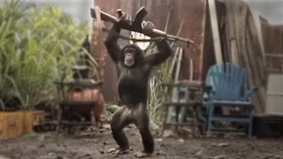 CHIMP with WEAPON - real or fake?