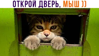 ОТКРОЙ ДВЕРЬ, МЫШ ))) Приколы с котами | Мемозг 1075