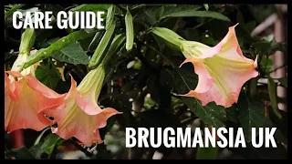 How to care for BRUGMANSIA, ANGELES TRUMPETS in UK COLD CLIMATE, care, cuttings & feeding.