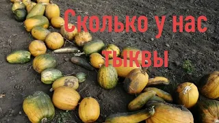 ВЛОГ. ПОЧТИ ФИНИШ НА ОГОРОДЕ /СКОЛЬКО У НАС ТЫКВЫ/КАК СУШИМ СЕМЕЧКИ/ТАМАТНЫЙ СОК.