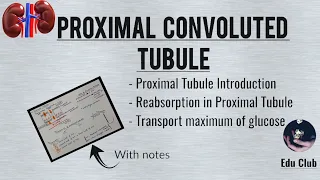 Proximal Convoluted Tubule | Tubular Reabsorption | Transport Maximum for Glucose || Renal Physio