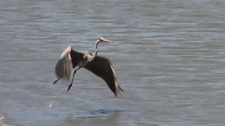 Flight of a Great Blue Heron.