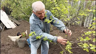 ПОСАДКА ШЕЛКОВИЦЫ (ТУТОВНИКА)