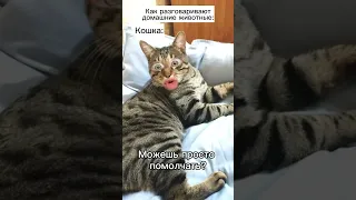 Наехал кот 🐈🤣 #shorts