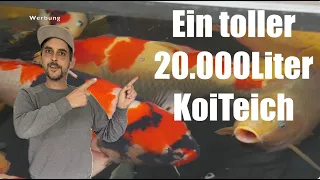 Ein 20.000Liter Koi Teich mit Extrem Besatz