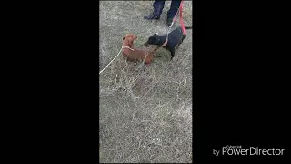 охота на лису в трубах с таксой и ягдтерьером вКрыму. fox and wolf hunting in Crimea, Russia.