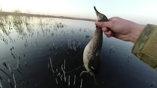 ОХОТА НА УТКУ! ДУМАЛИ УТКА УЖЕ УШЛА, А КОГДА ПРИЕХАЛИ УДИВИЛИСЬ! Duck hunting in Siberia