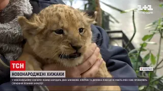 Новини України: Миколаївський зоопарк показав журналістам пару новонароджених левенят