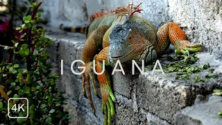 Iguana-Most Beautiful Iguanas in the World