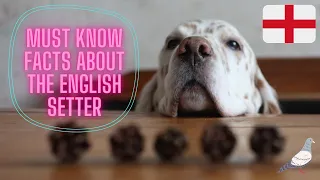 Getting To Know Your Dog's Breed: English Setter Edition