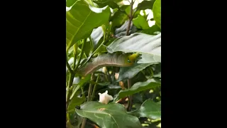 #Oleander Hawkmoth #Butterfly Conservation #caterpillar #insects