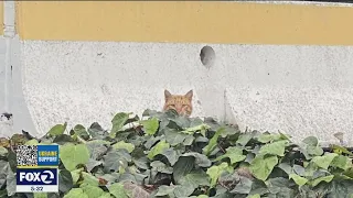Oakland Coliseum 'invaded' by feral cats