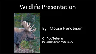 Wildlife Presentation