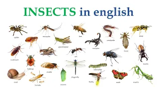 Insects in English | English vocabulary with Picture