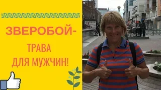 Зверобой - трава для мужчин!