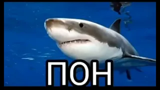 акула пон мем