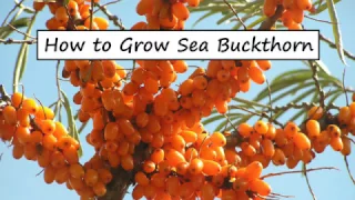 How to Grow Sea Buckthorn