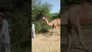 camel beautiful video #animal#viralvideo #trending #youtube #viral