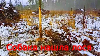 Охота на лося с лайкой загоном и с подхода. Собака нашла лося.Moose Hunting