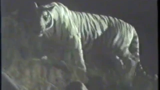 1994 San Diego Zoo "Open at Night" TV Commercial