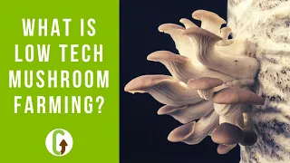 What Is Low Tech Mushroom Farming? [Main Benefits & Methods] | GroCycle