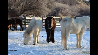 Old Man Gjafar playing with Hreindýr from Hestar Ranch