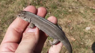 Прыткая ящерица (Lacerta agilis) concolor female 2019